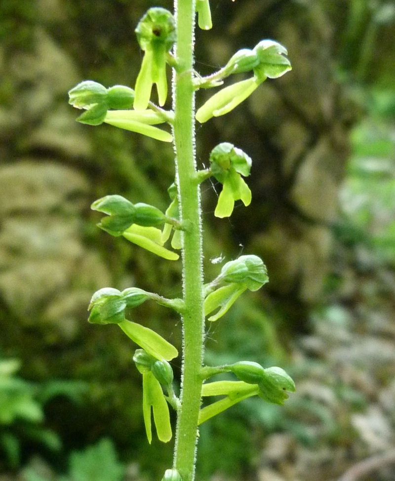 Orchidea ovale